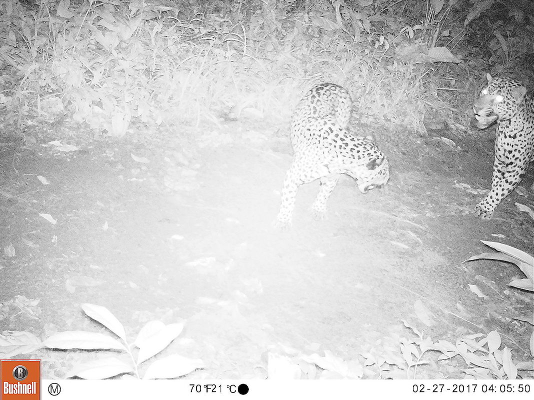 Jaguars in Suriname - Nature - My View