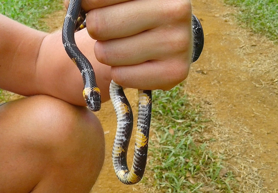 black headed calico snake