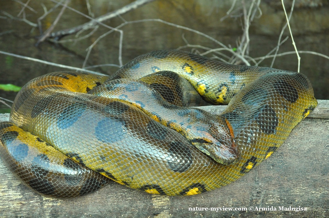 Largest Snake Of Kabalebo The Green Anaconda Nature My View