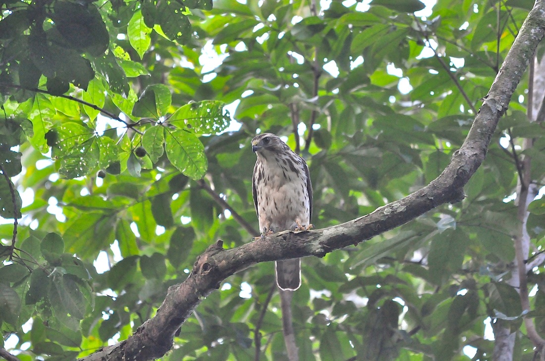 double-toothed kite (young)