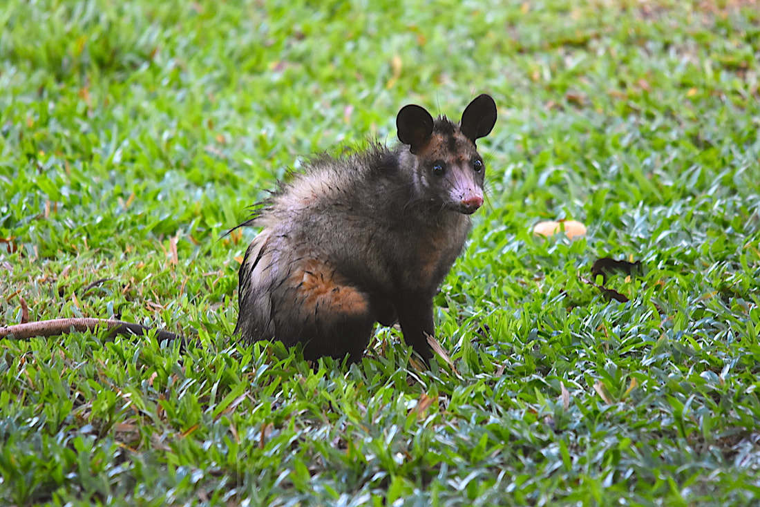 common opossum in Suriname