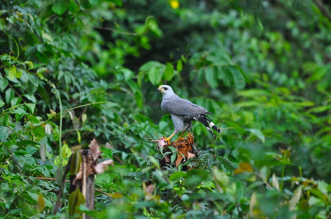 grey-lined hawk