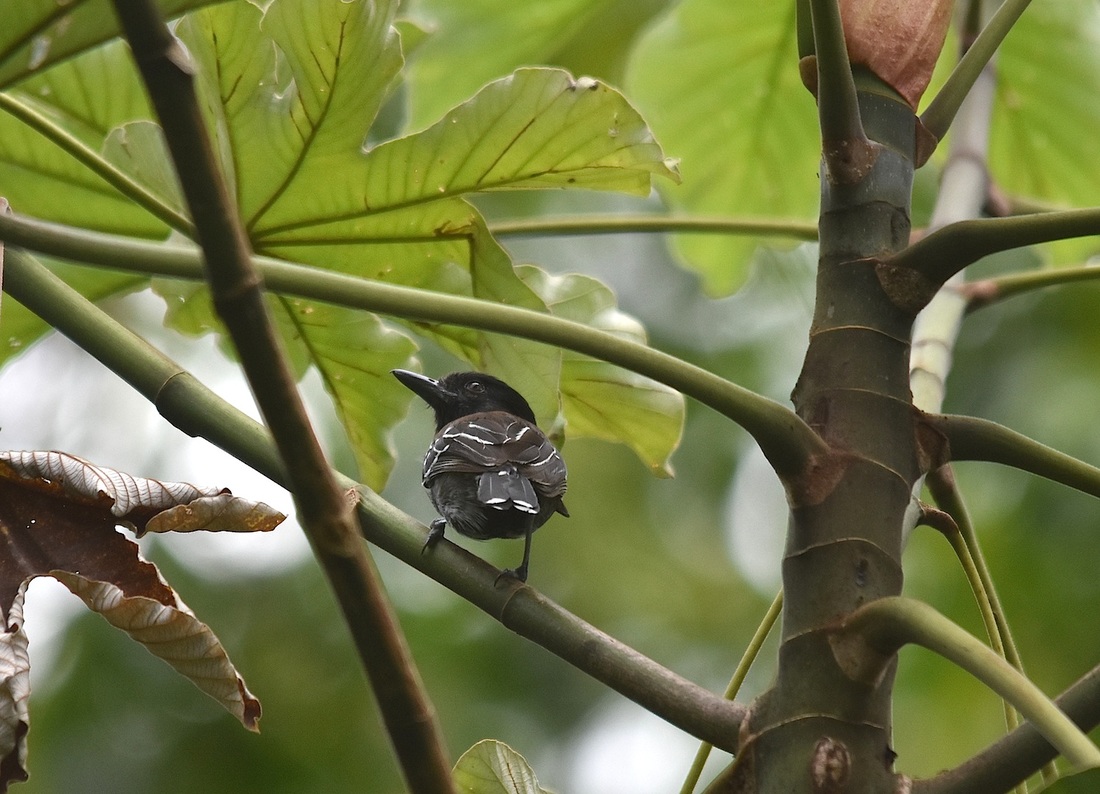 black crested antshrike