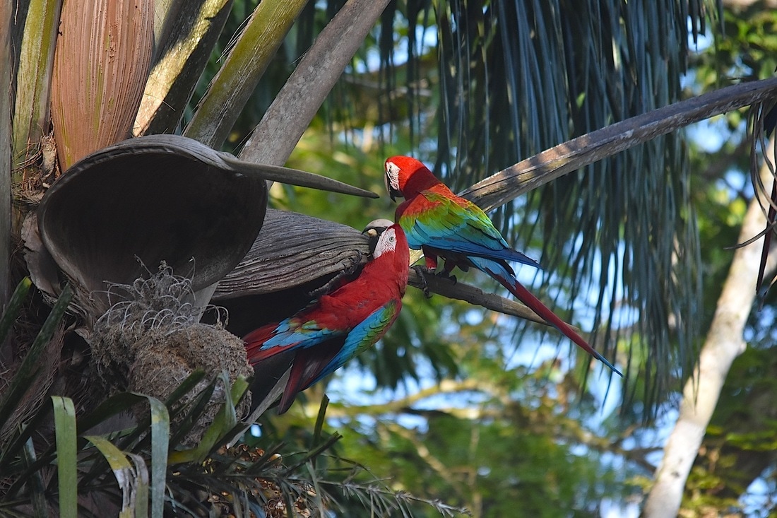 Red-and-Green Macaw