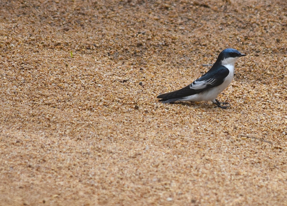white-winged swallow