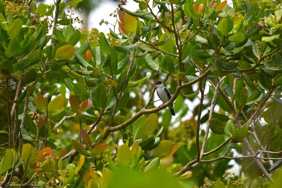 black-tailed tityra