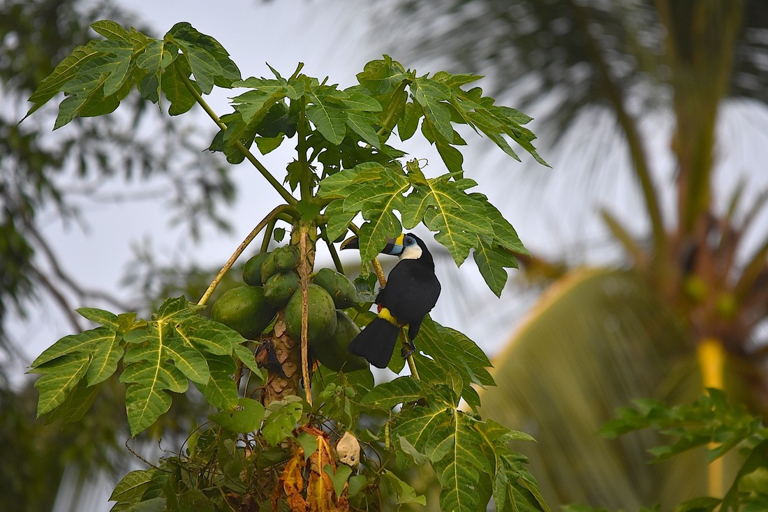 red-billed toucan