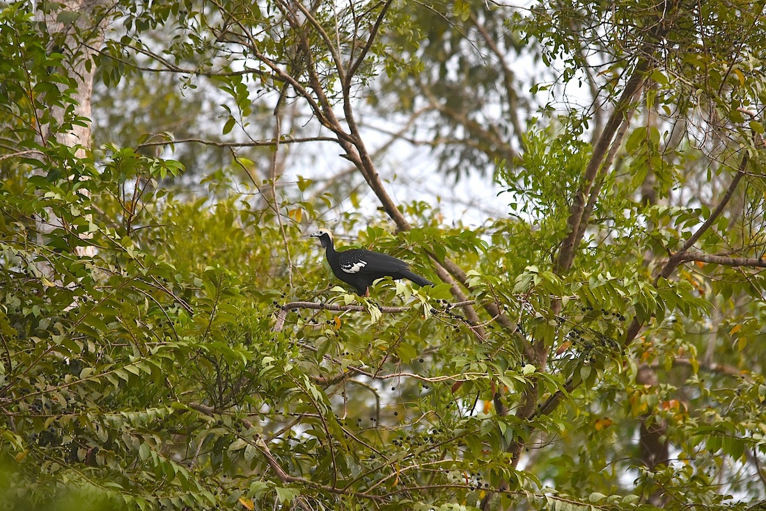blue-throated piping guan