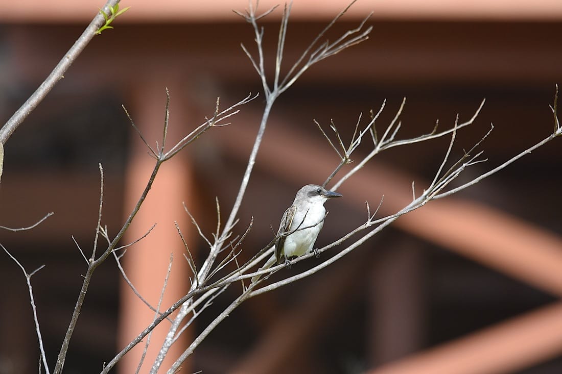 gray kingbird