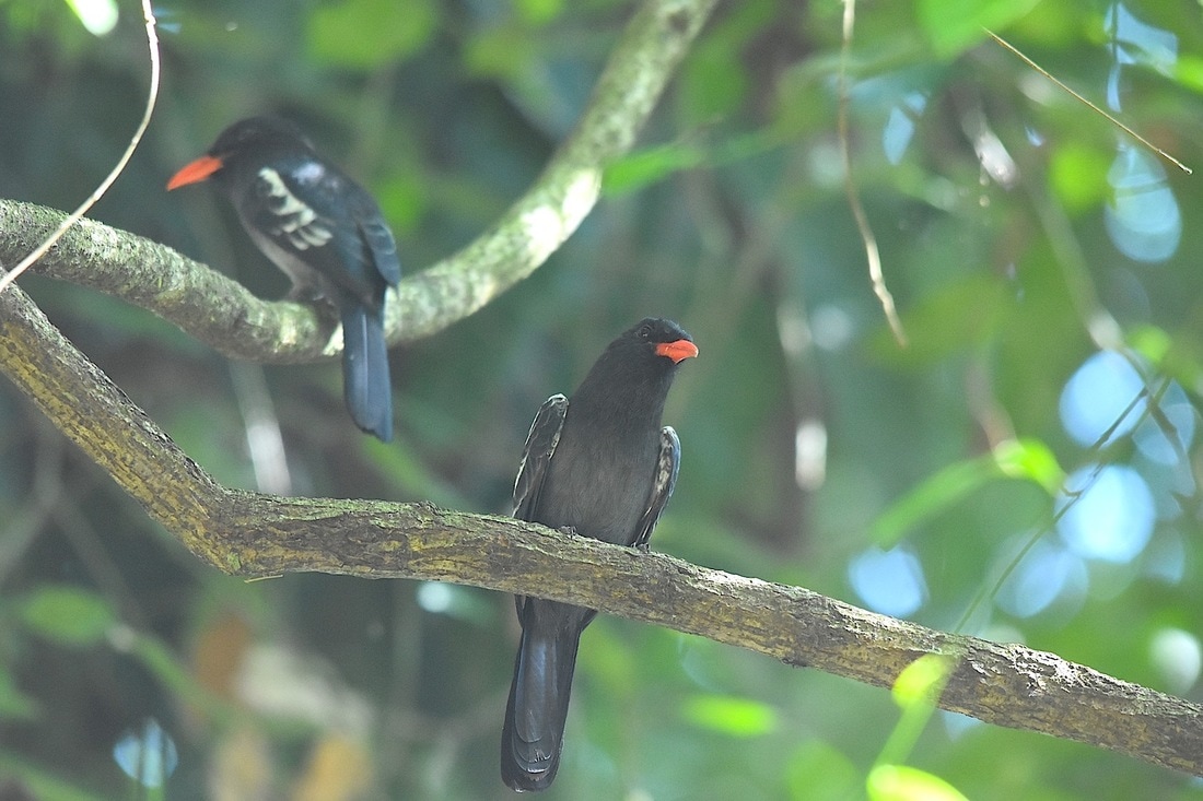 black nunbird
