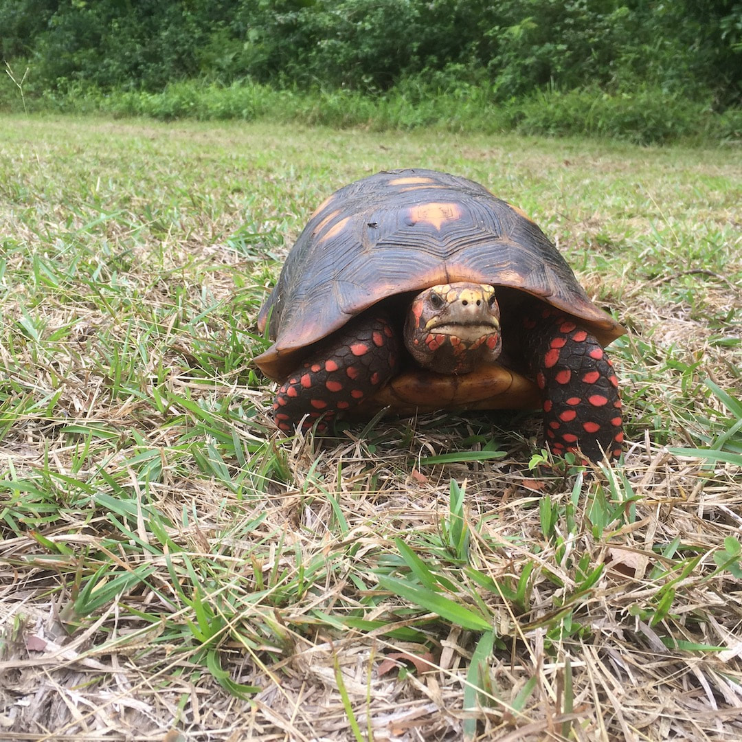 Red-footed Tortoise - Nature - My View