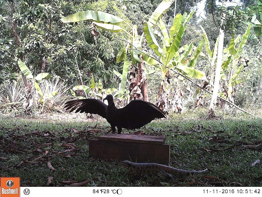 Golden Tegu & Black Vulture