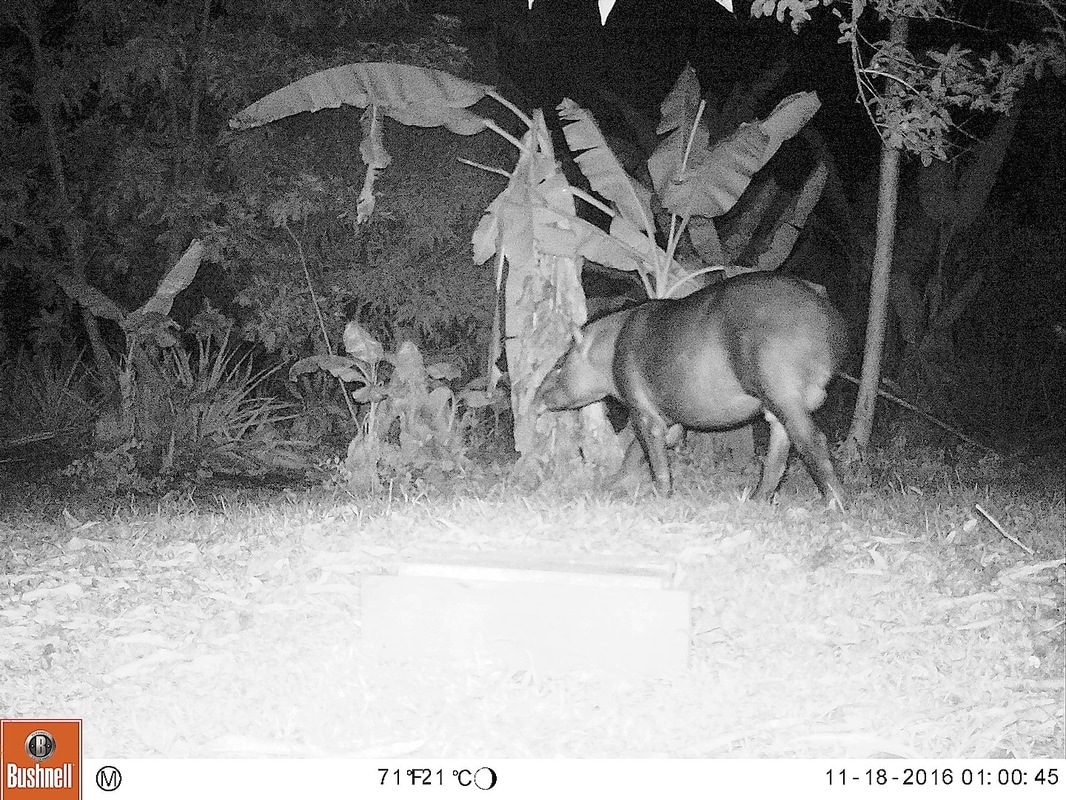 trap cam lowland tapir