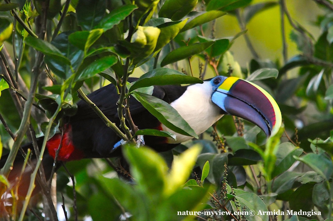 Red-biled Toucan