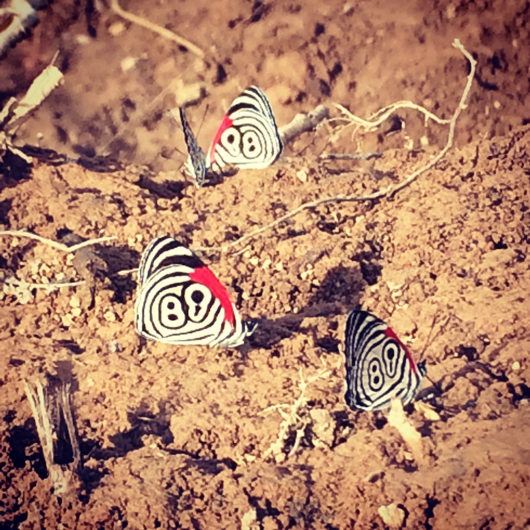 88 butterfly peru