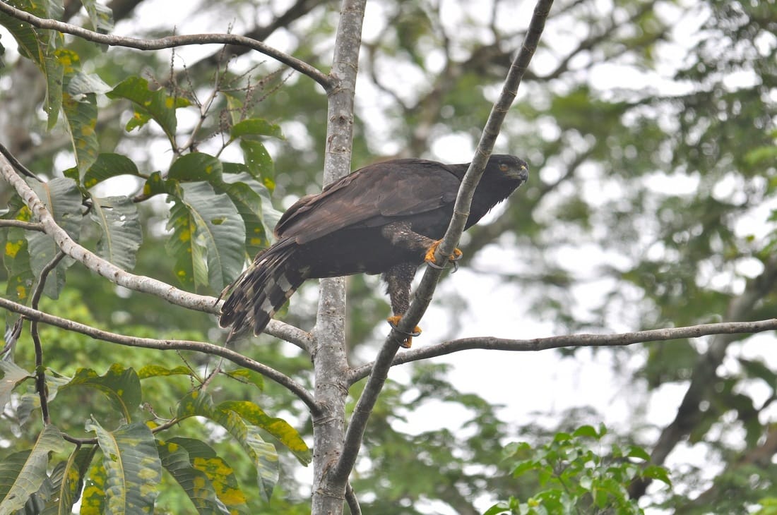 black-hawk eagle