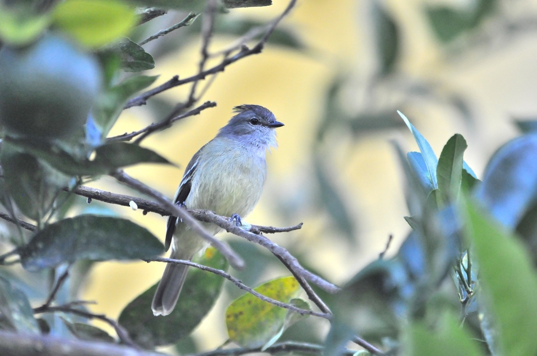 yellow-crowned tyrannulet