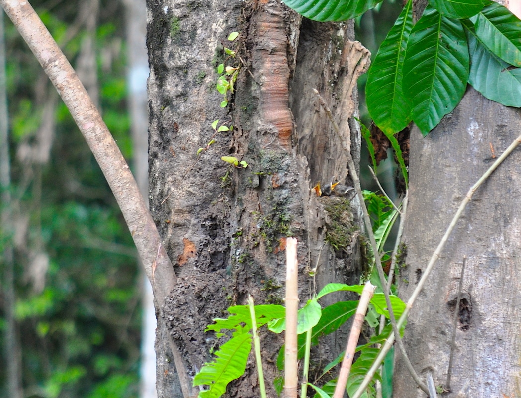 cocoa thrush nestlings