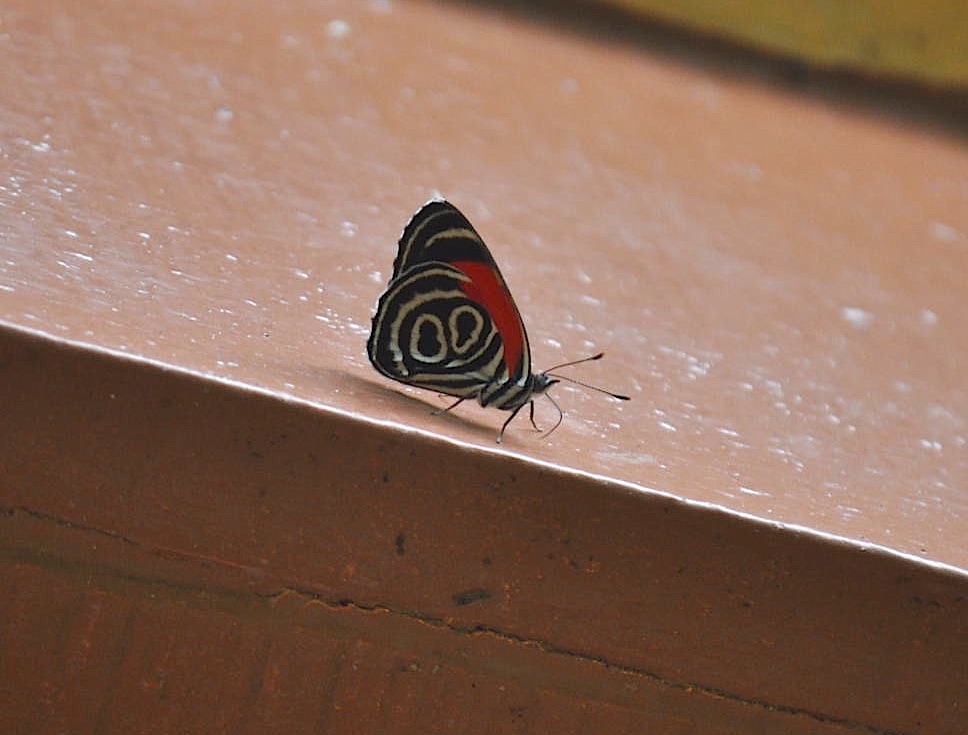 88 butterfly suriname