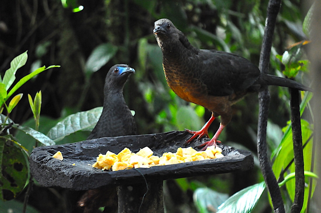 sickle-winged guan
