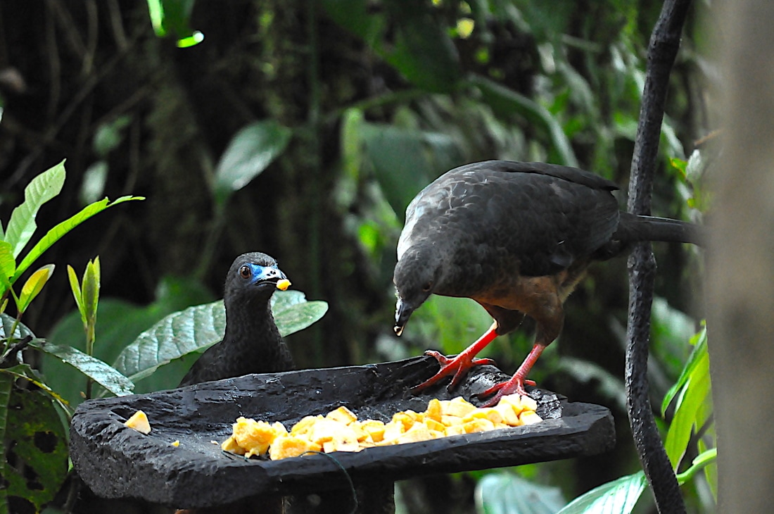 sickle-winged guan