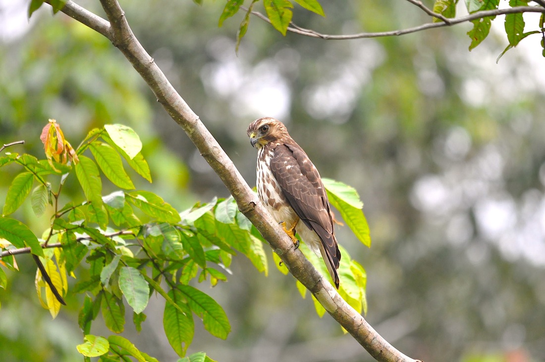 double-toothed kite (young)