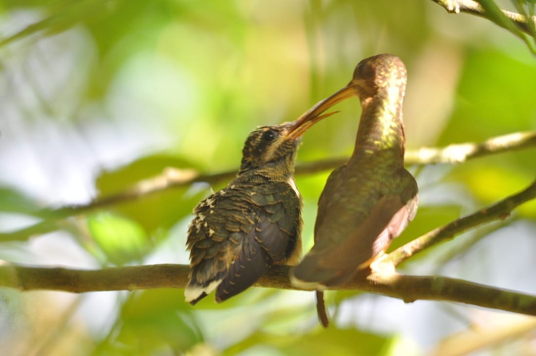 rufous-breasted hermit & young