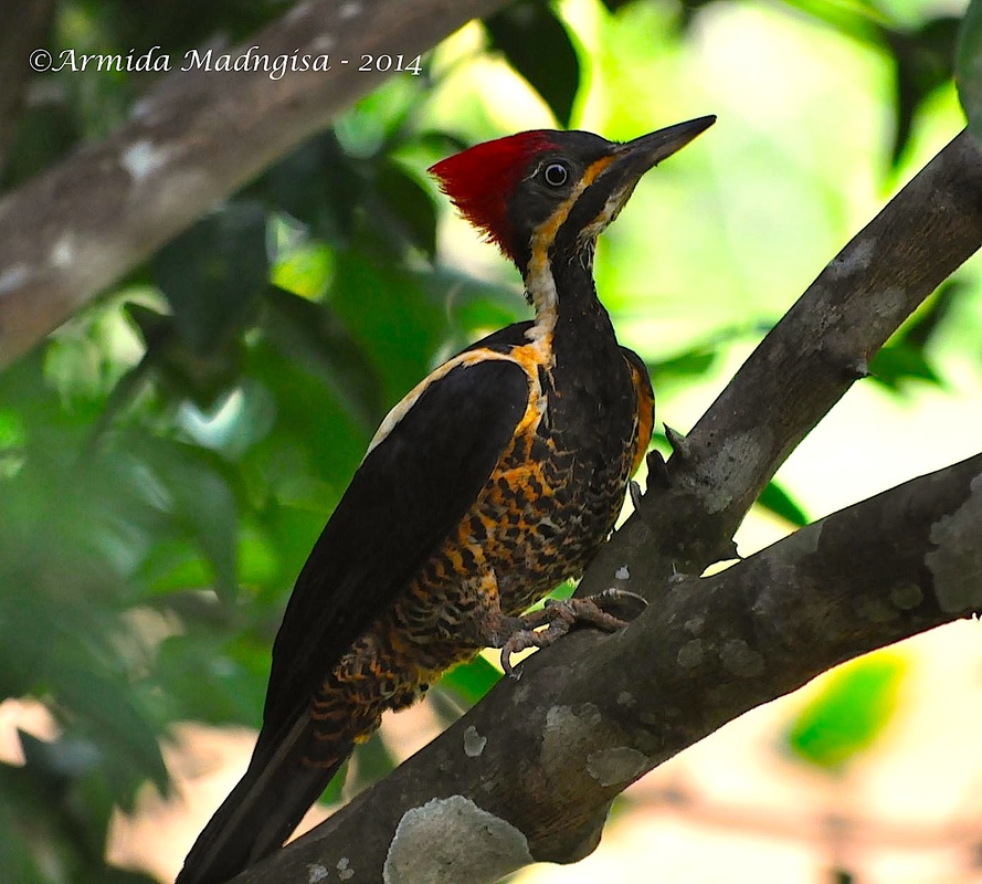 lineated woodpecker