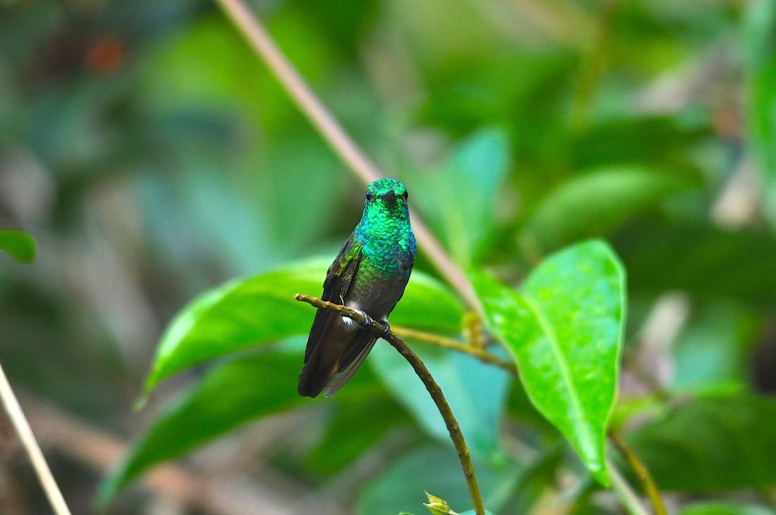 green-bellied hummingbird