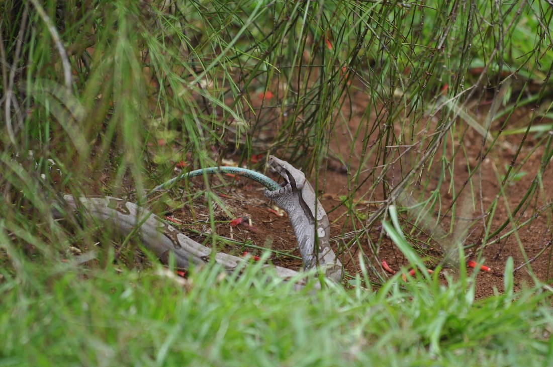 red-tailed boa eating whiptail