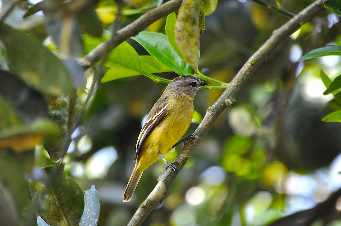 yellow-crowned tyrannulet