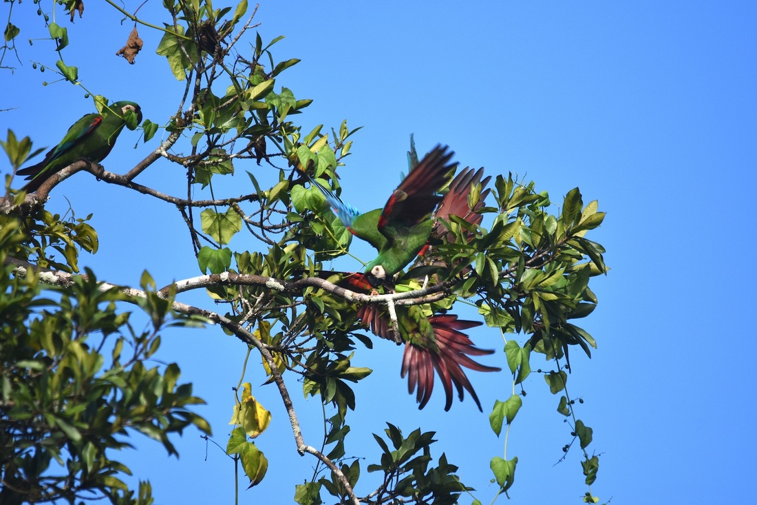 chestnut-fronted macaw