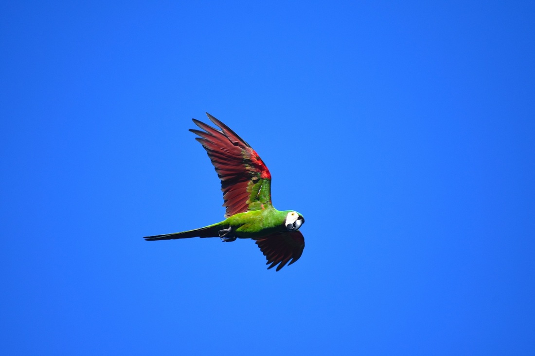 chestnut-fronted macaw