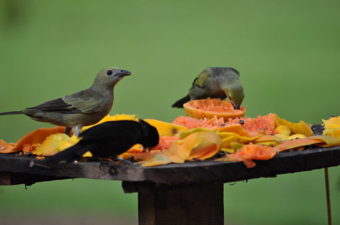 tanagers at feeder