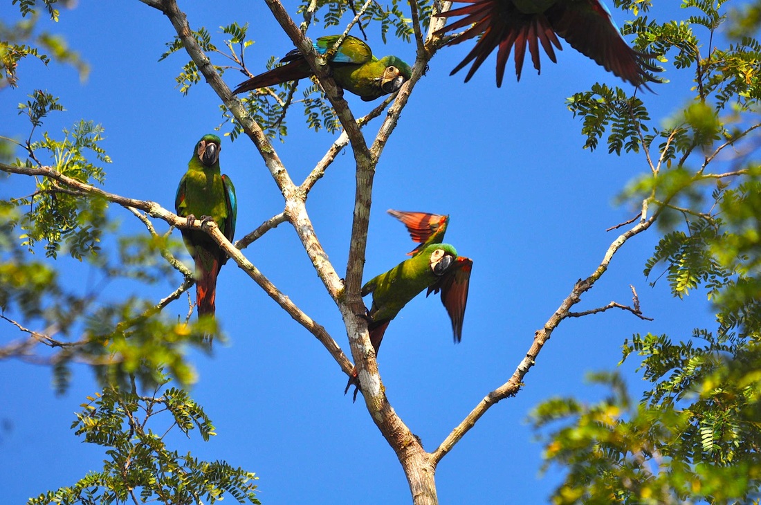 Chestnut-fronted Macaws