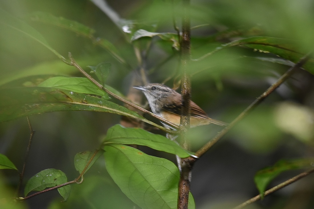 warbling antbird