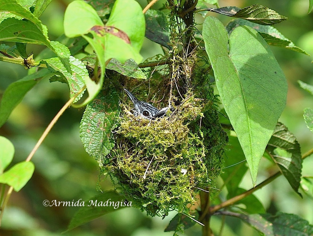 guianan-streaked antwren in nest