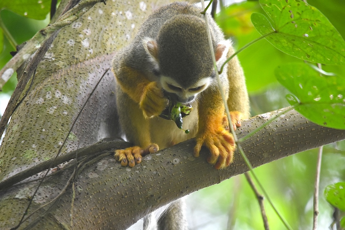 common squirrel monkey