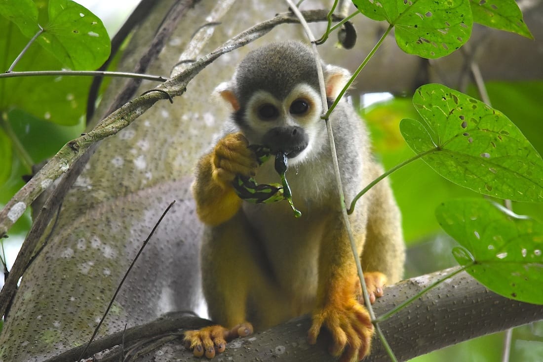 common squirrel monkey eating caterpillar