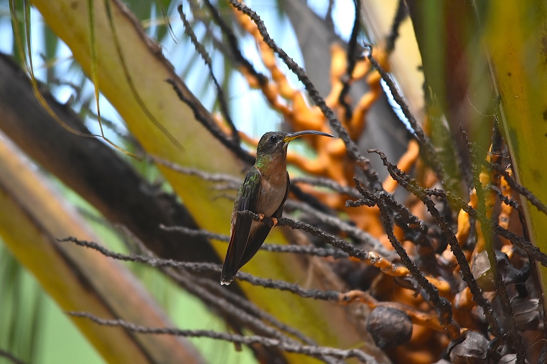 rufous-breasted hermit