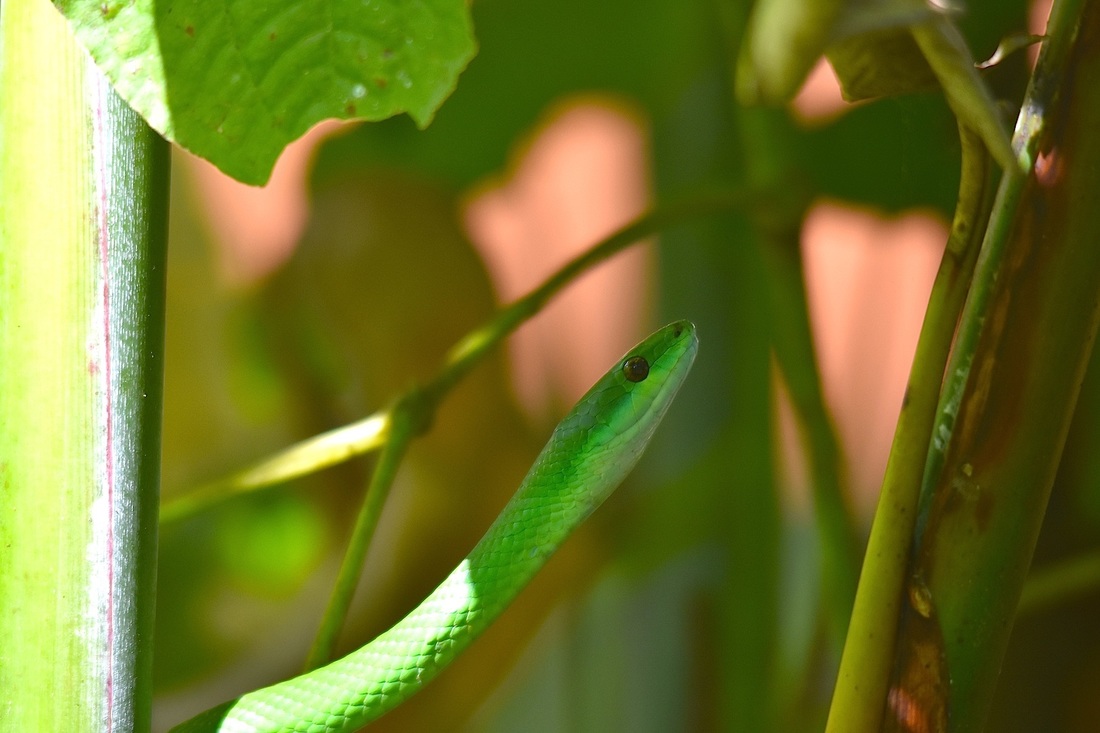 Emerald Palm Snake