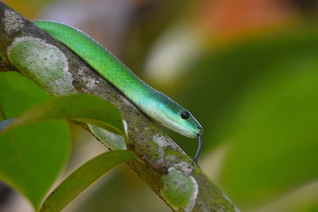 Emerald palm snake