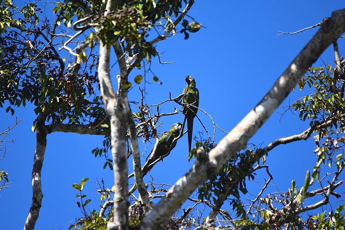 chestnut-fronted macaws