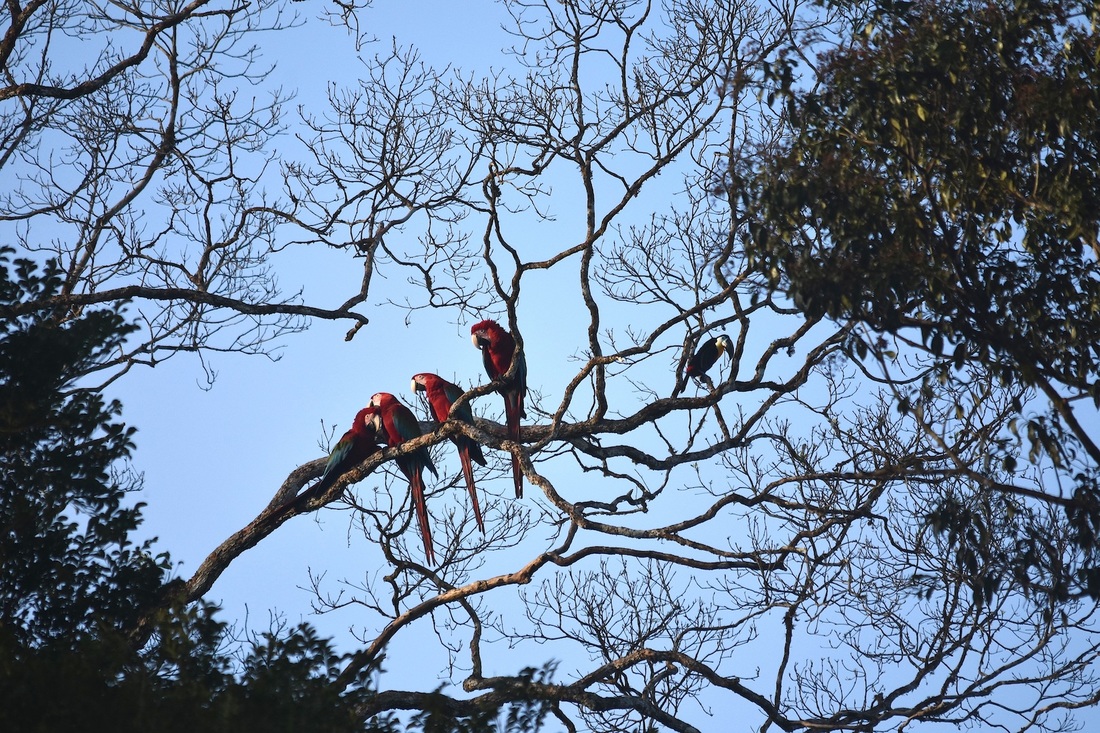 red-and-green macaws & channel-billed toucan
