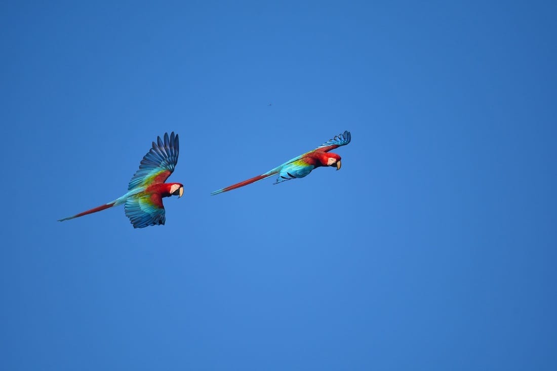 Red-and-Green Macaws