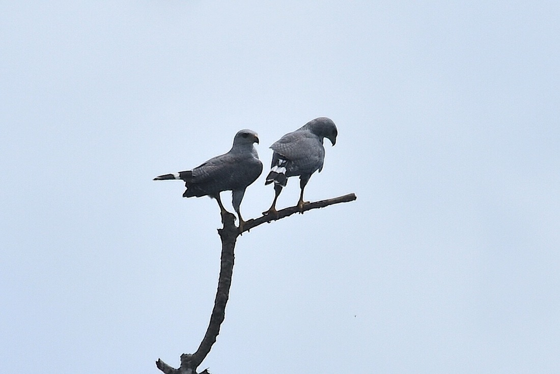 grey-lined hawks