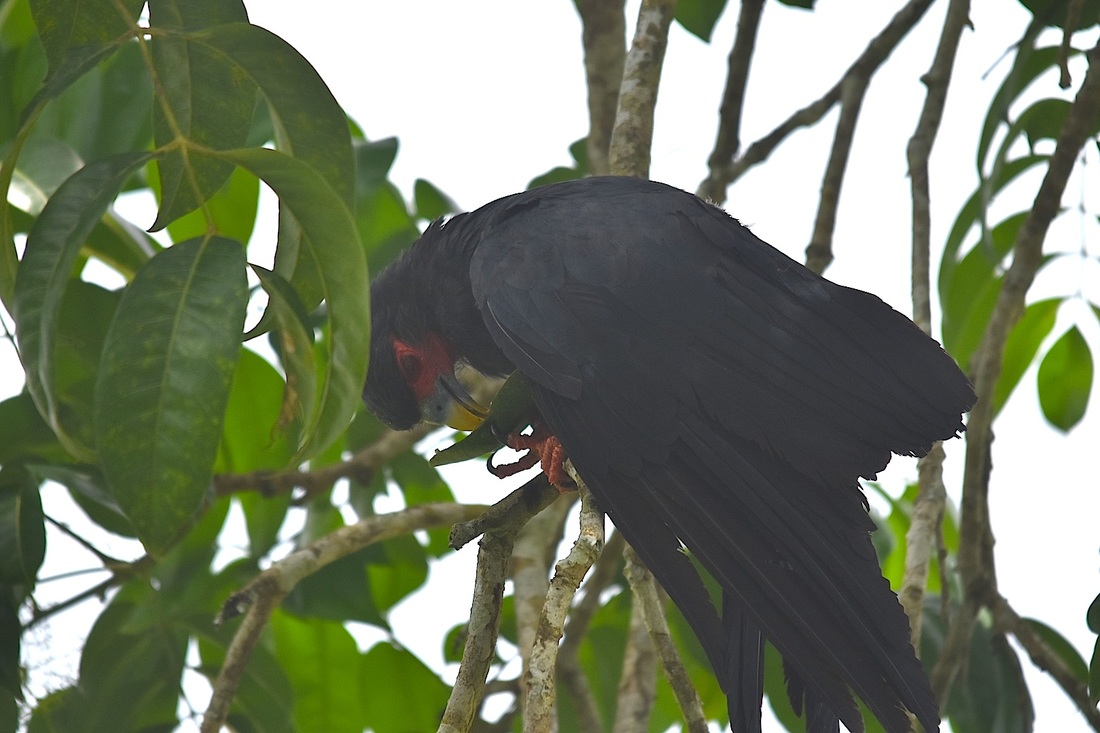 red-throated caracara