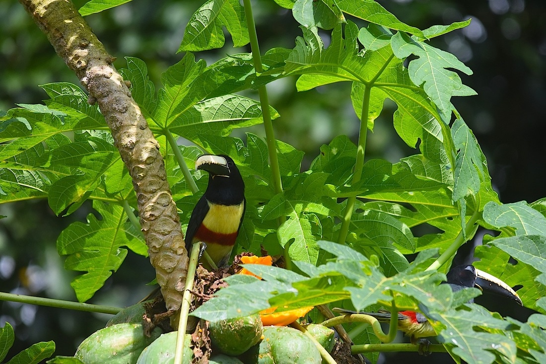 black-necked aracari