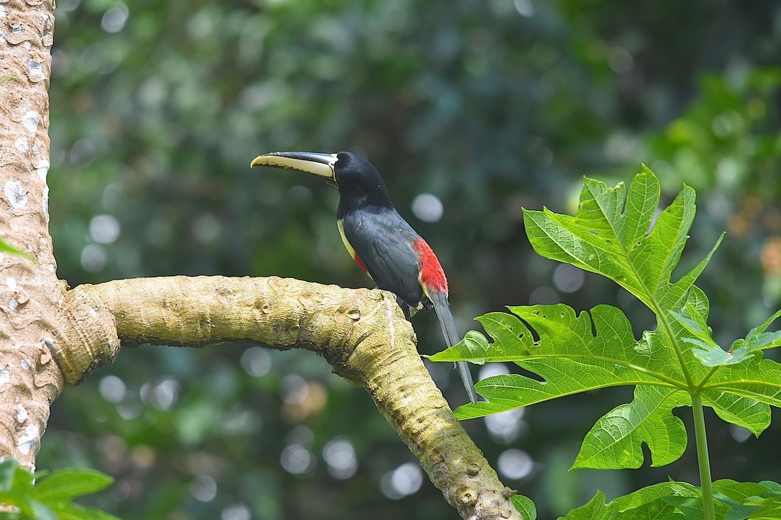 black-necked aracari