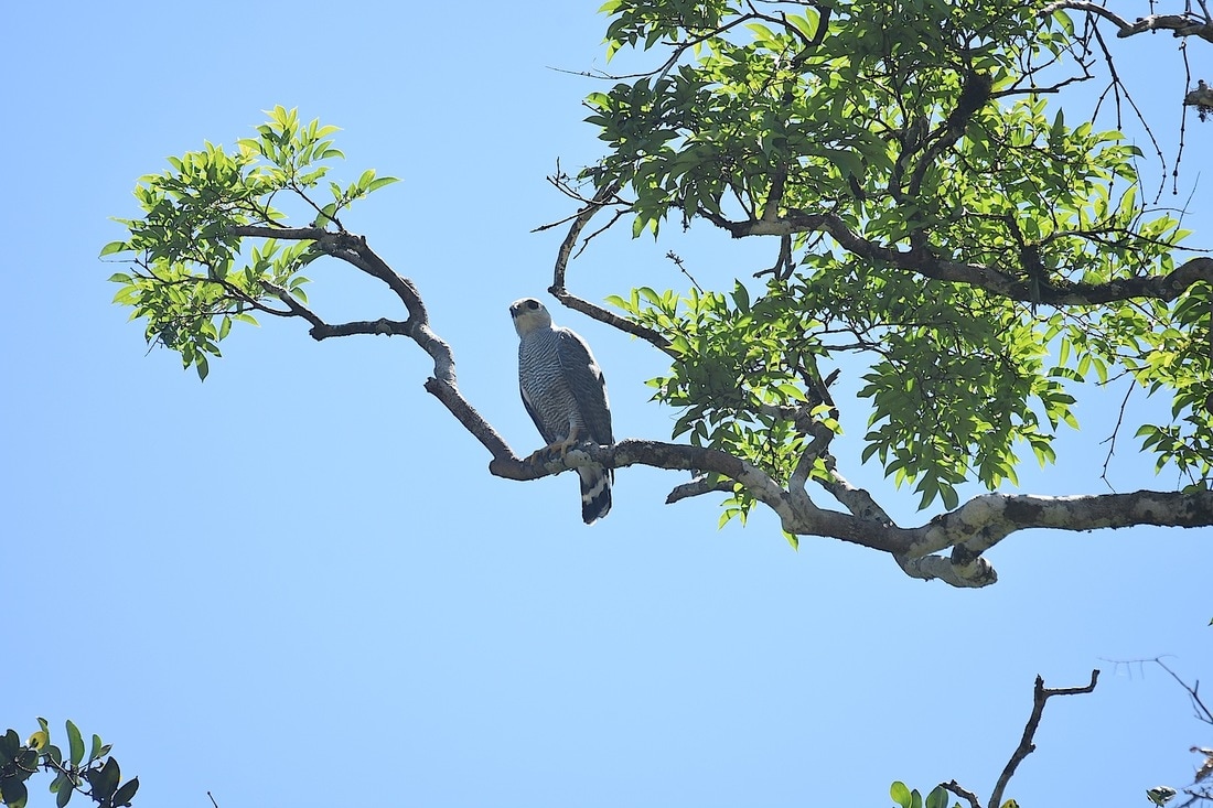 grey-lined hawk